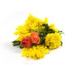 Mimose