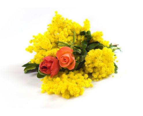 Mimose